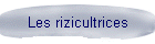 Les rizicultrices